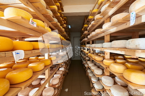 Image of Cheese factory production shelves with aging old cheese