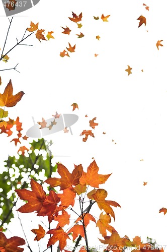 Image of Fall maple leaves background