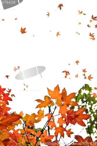 Image of Fall maple leaves background