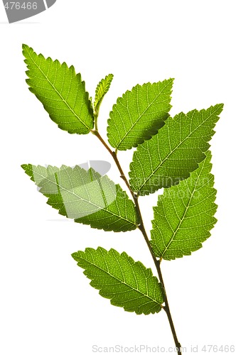 Image of Branch with green leaves