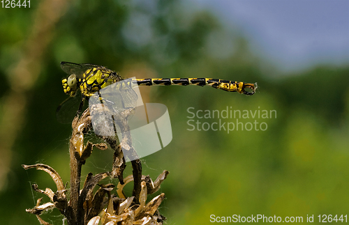 Image of web and anax imperator