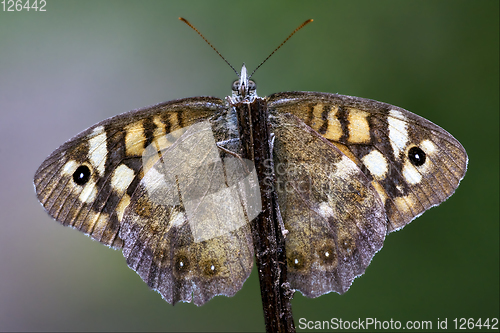 Image of wild brown grey orange butterfly 