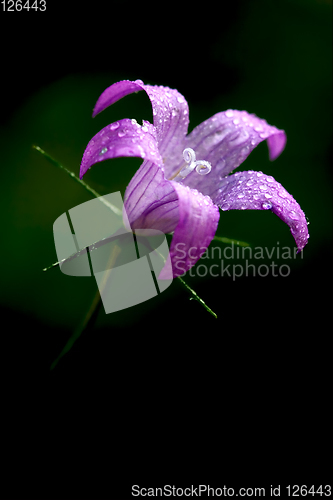 Image of  flower Campanula Rapunculus 