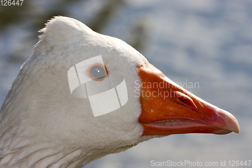 Image of  duck whit black eye