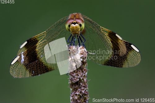 Image of front of wild  yellow black dragonfly 