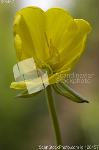 Image of  yellow flower oenothera biennis 