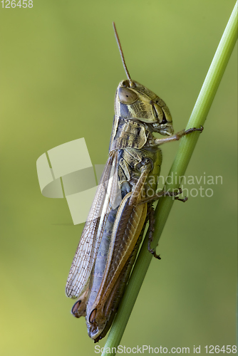 Image of  grasshopper chorthippus 
