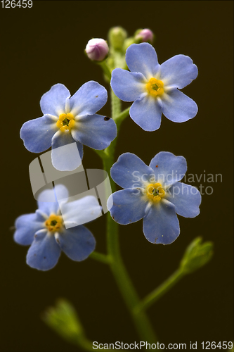 Image of  anagallis foemina  background 