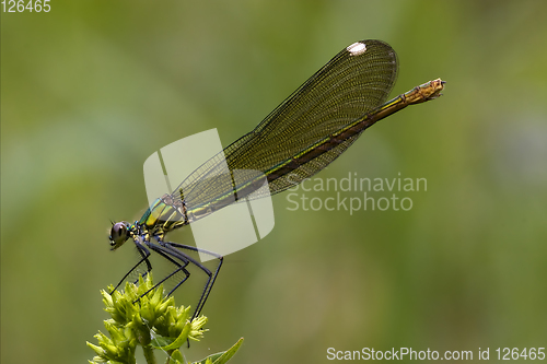 Image of side of wild gold green dragonfly 