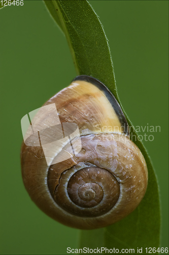 Image of   phyla minori  in the bush