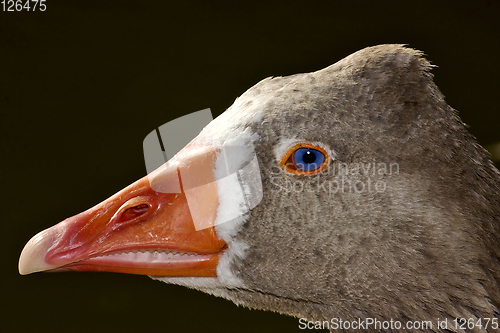 Image of brown duck whit blue eye