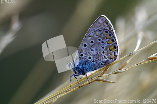 Image of wild blue orange  butterfly