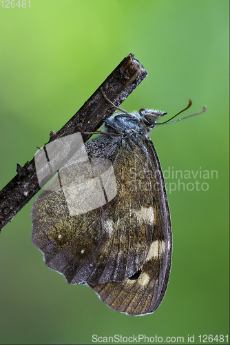 Image of side of  grey orange butterfly 