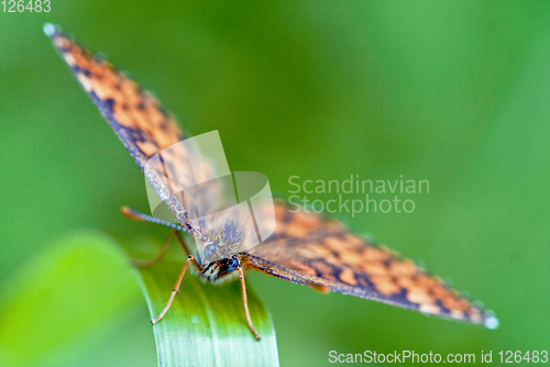 Image of front of wild brown orange butterfly  on a green leaf 