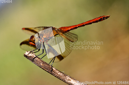 Image of dragonfly and sky