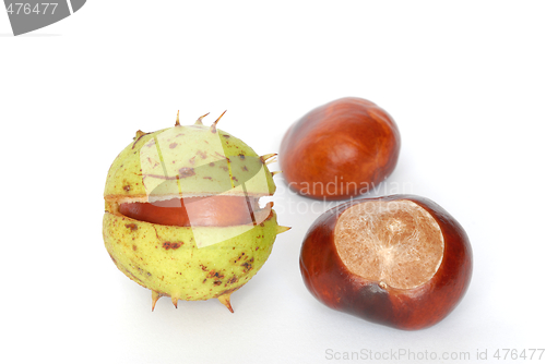 Image of Horse-chestnuts