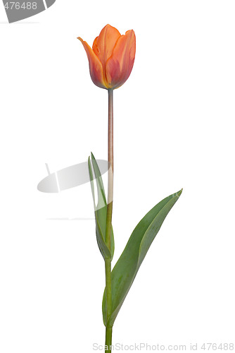 Image of Red Tulip