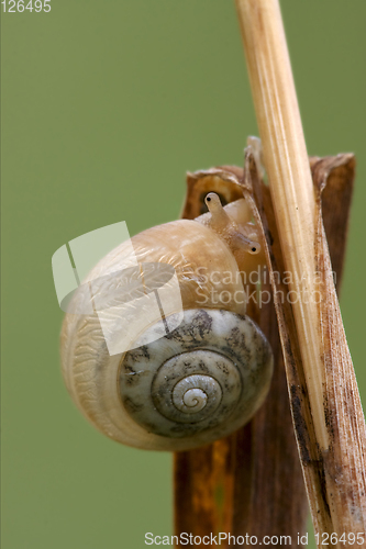 Image of head of wild brown gastropoda 