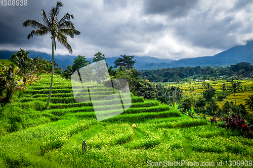 Image of Jatiluwih paddy field rice terraces, Bali, Indonesia