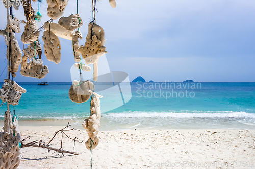 Image of Hanging coral, Perhentian Islands, Malaysia