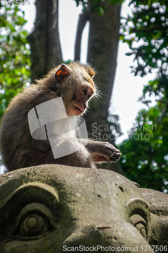 Image of Monkey on a cow statue in the Monkey Forest, Ubud, Bali, Indones