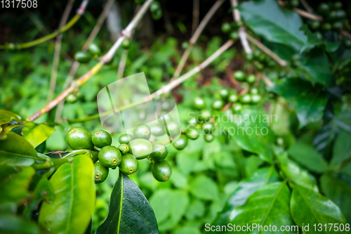 Image of Coffee bean close-up view, Chiang Mai, Thailand