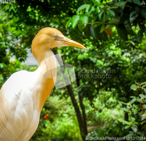 Image of Cattle Egret