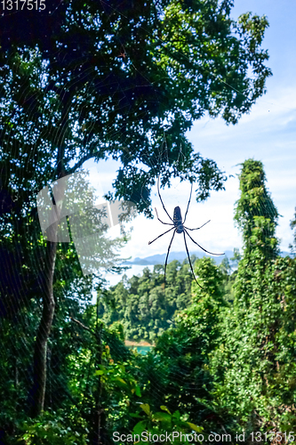Image of Orb web spider in jungle, Khao Sok, Thailand