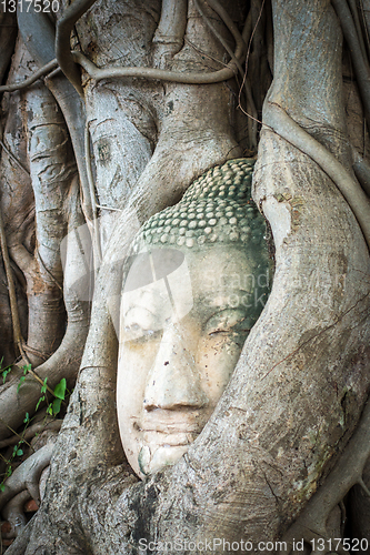 Image of Buddha Head in Tree Roots, Wat Mahathat, Ayutthaya, Thailand