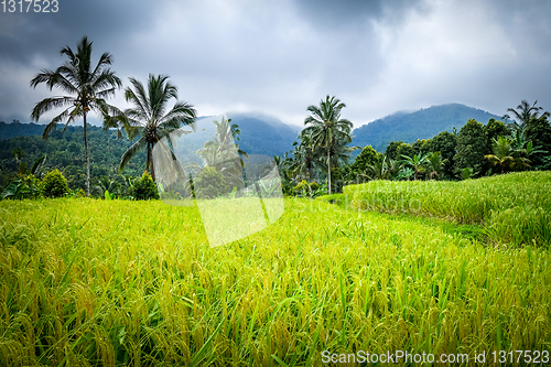 Image of Paddy field rice terraces, Munduk, Bali, Indonesia