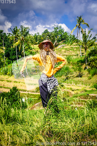 Image of Scarecrow in Jatiluwih paddy field rice terraces, Bali, Indonesi