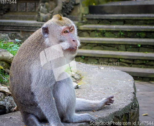 Image of Monkey in the Monkey Forest, Ubud, Bali, Indonesia