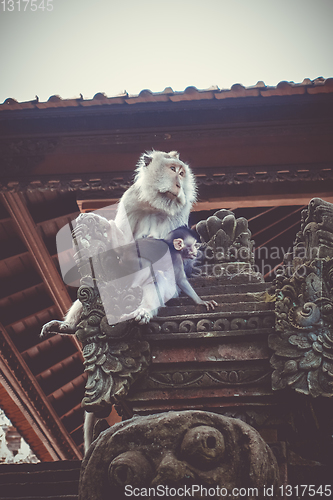 Image of Monkeys on a temple roof in the Monkey Forest, Ubud, Bali, Indon