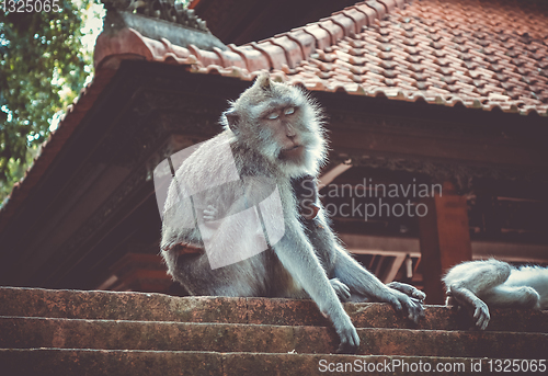 Image of Monkeys on a temple roof in the Monkey Forest, Ubud, Bali, Indon