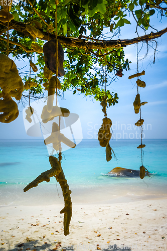 Image of Hanging coral on Turtle Beach, Perhentian Islands, Terengganu, M