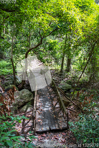 Image of Old wooden bridge in jungle, Chiang Mai, Thailand