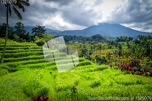 Image of Jatiluwih paddy field rice terraces, Bali, Indonesia