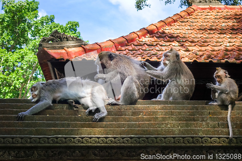 Image of Monkeys on a temple roof in the Monkey Forest, Ubud, Bali, Indon