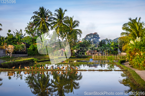 Image of Paddy field at sunset, Ubud, Bali, Indonesia