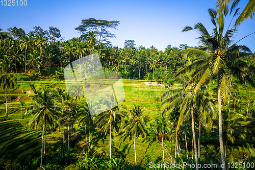 Image of Paddy field rice terraces, ceking, Ubud, Bali, Indonesia