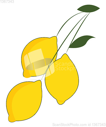 Image of Clipart of three lemons hanging individually on a long and slend