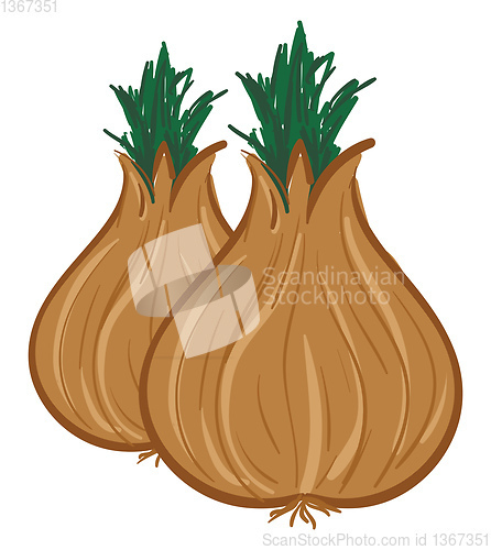 Image of Vector illustration of a two onions on a white background 