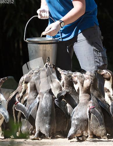 Image of Pinguin is being fed