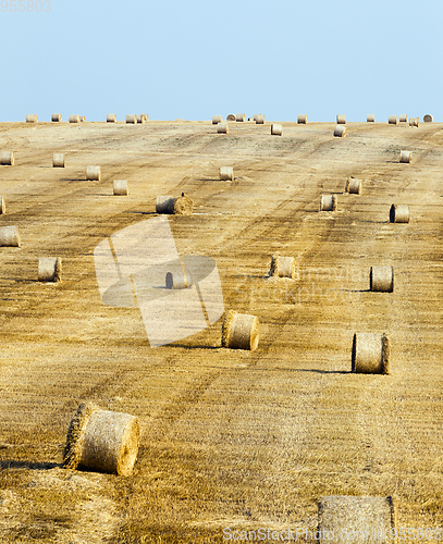 Image of Field with a crop of cereals