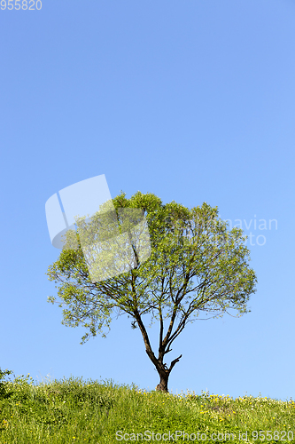 Image of hill and a tree