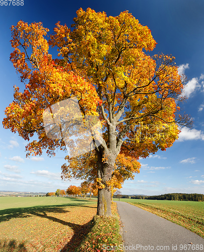 Image of Autumn landscape with fall colored trees