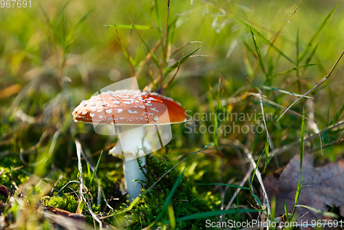 Image of mushroom commonly known as the fly agaric or fly amanita