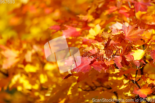 Image of Orange autumn leaves background with very shallow focus