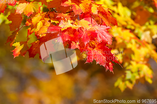 Image of Orange autumn leaves background with very shallow focus