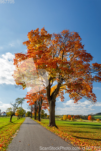 Image of Autumn landscape with fall colored trees